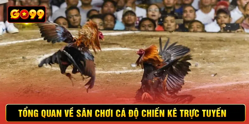 Tổng quan về sân chơi cá độ chiến kê trực tuyến